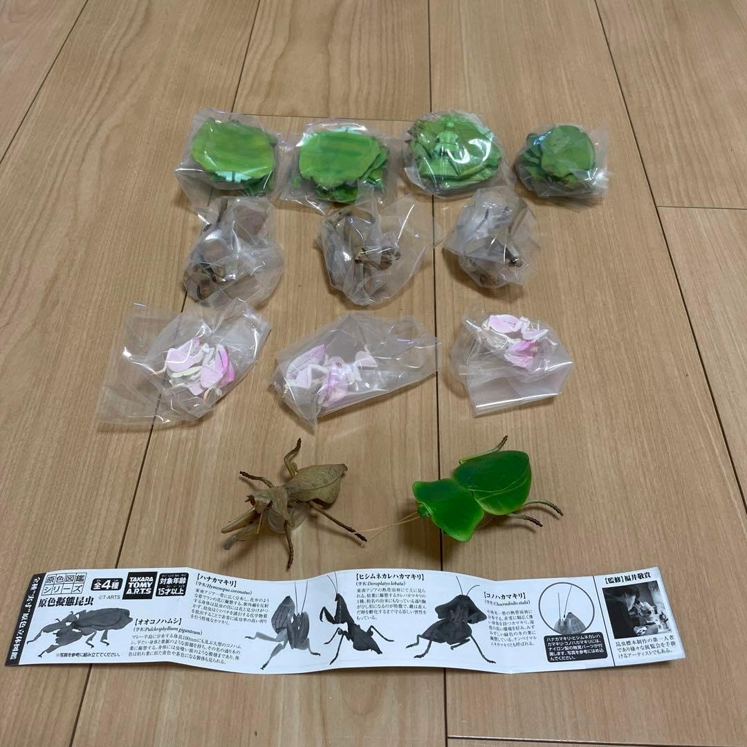 標本 エラフスホソタカクワガタ ドイツ箱 標本 エラフスホソタカクワガタ ドイツ箱